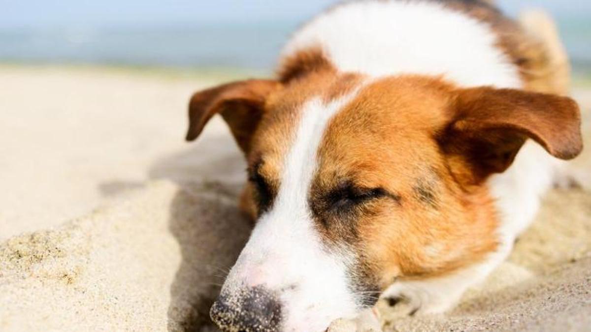 Què li passa al teu gos quan fa calor?