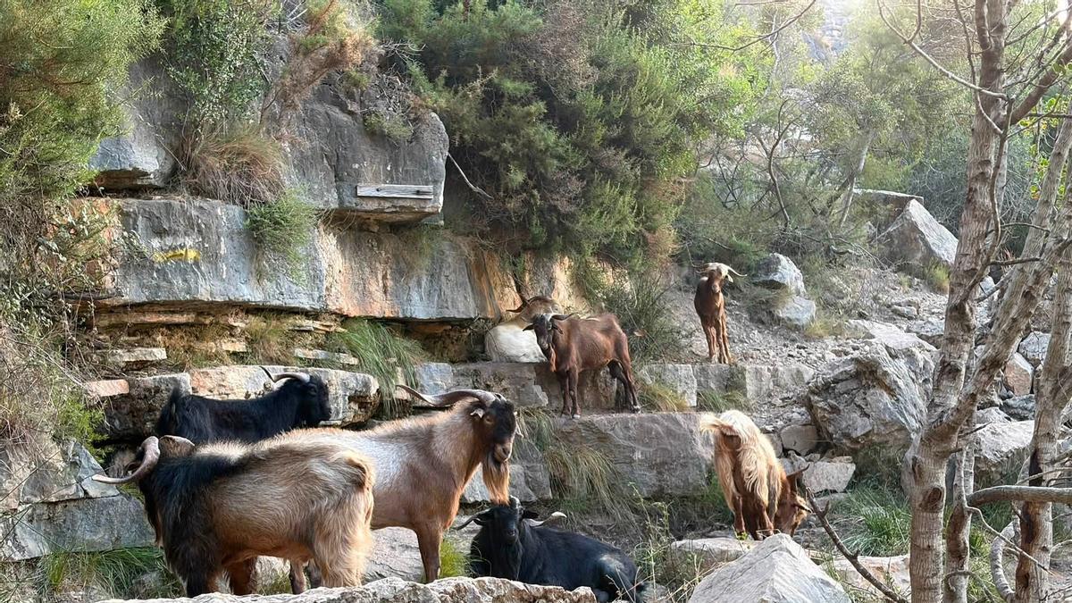 Una imagen reciente del rebaño asilvestrado en un paraje de montaña de Tavernes de la Valldigna