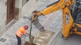 Compromís denuncia la tala de siete árboles en la calle San Francisco que el Ayuntamiento repondrá