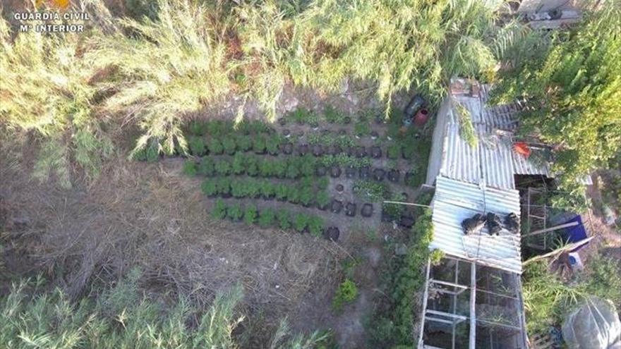 Desmantelado un cultivo con 207 plantas de ‘maría’