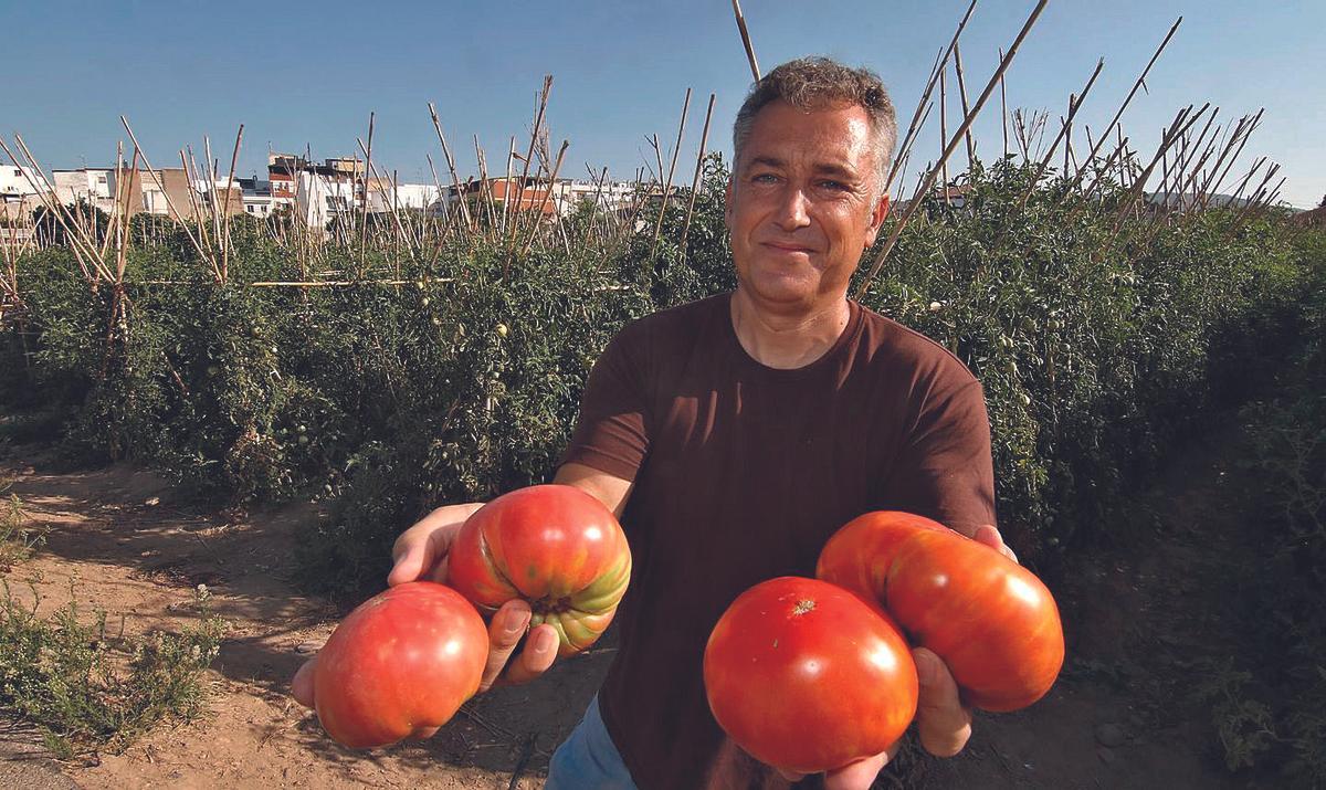 Un hortelano muestra orgulloso tomates cultivados en Córdoba.