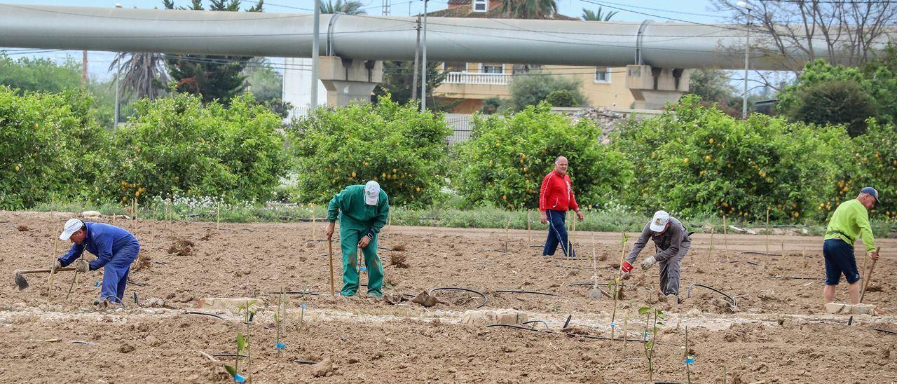 Jornaleros agrícola trabajando en una explotación de la Vega Baja junto a las tuberías del trasvase.