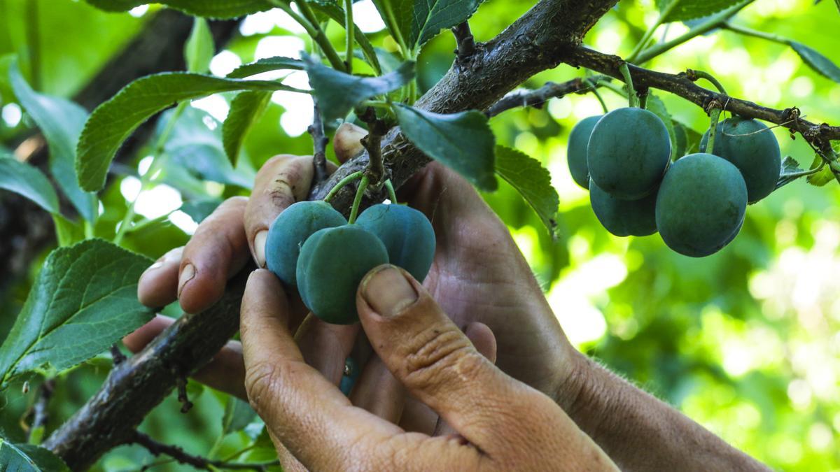 Ciruelas de esta temporada en una huerta de la Ribera.