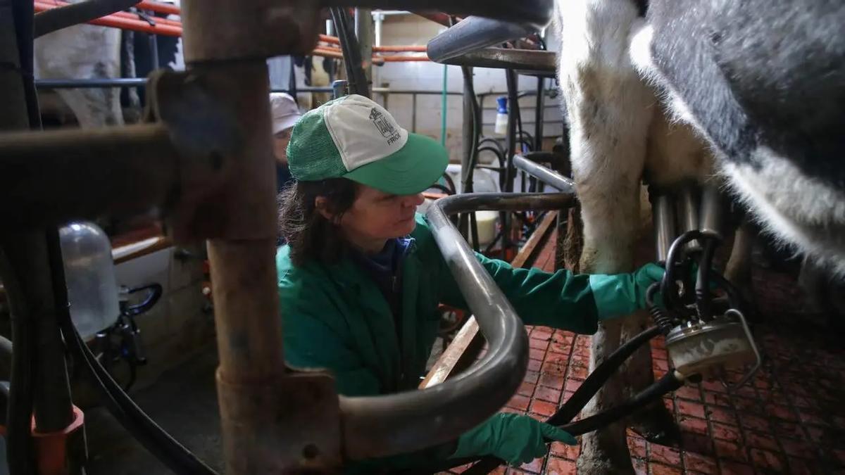 Una ganadera ordeña las vacas en una granja gallega