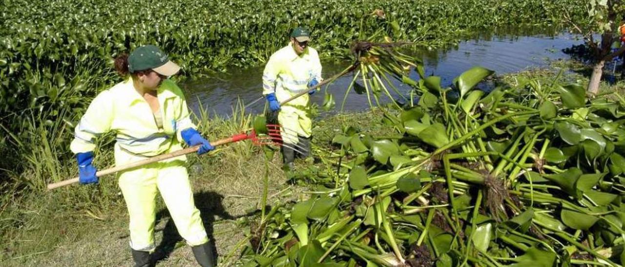 Trabajos de retirada de jacinto de agua en el río Guadiana a su paso por Mérida. // Ricardo M. L.