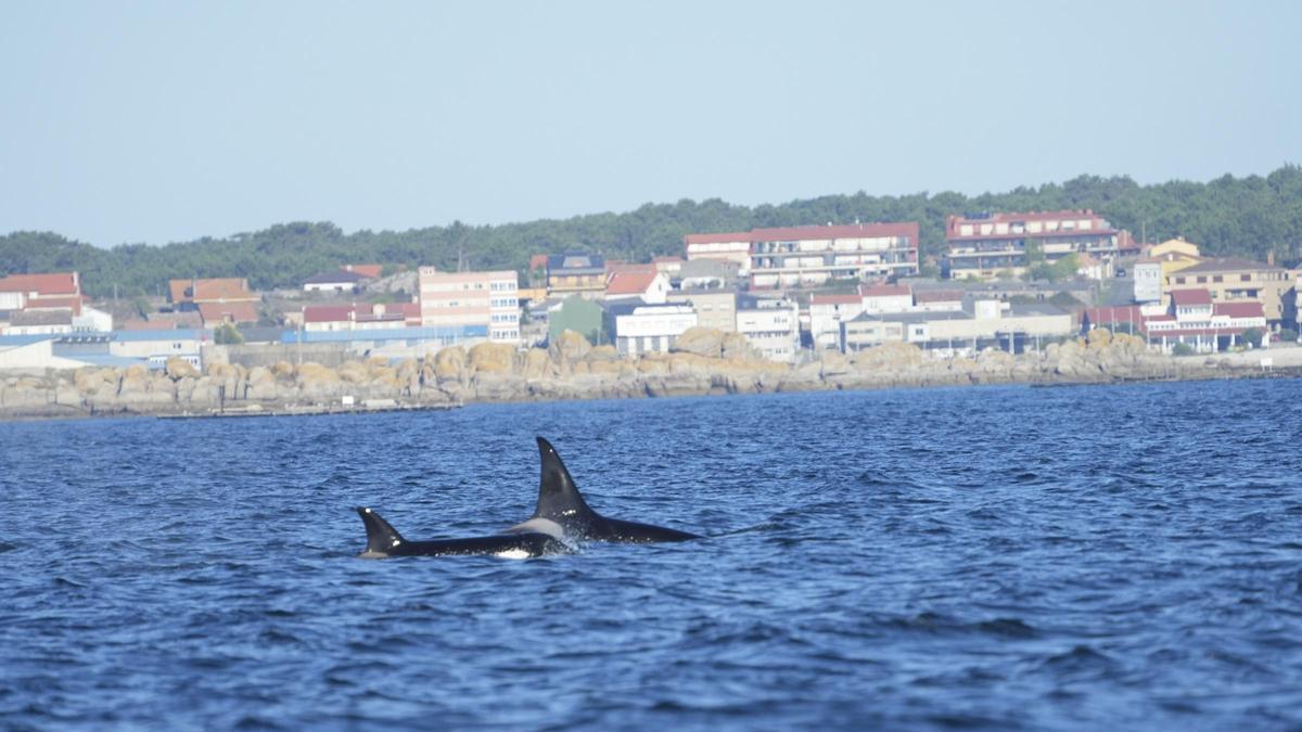 Orcas en el interior de la ría de Arousa.