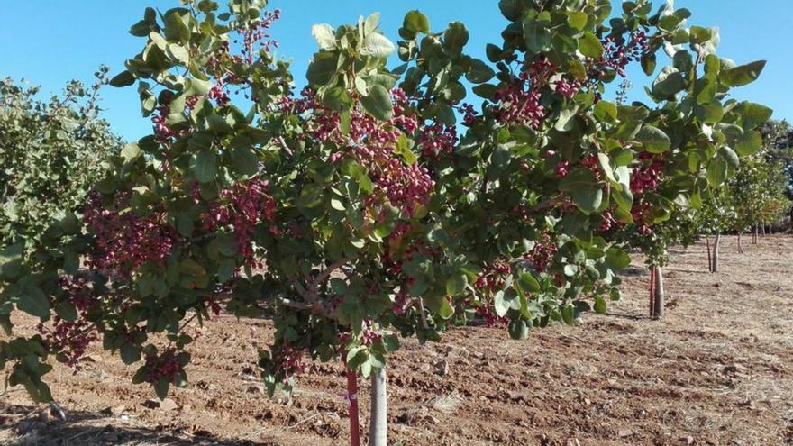 Diversos arbres de pistatxos en una fotografia d’arxiu. | DIARI DE GIRONA