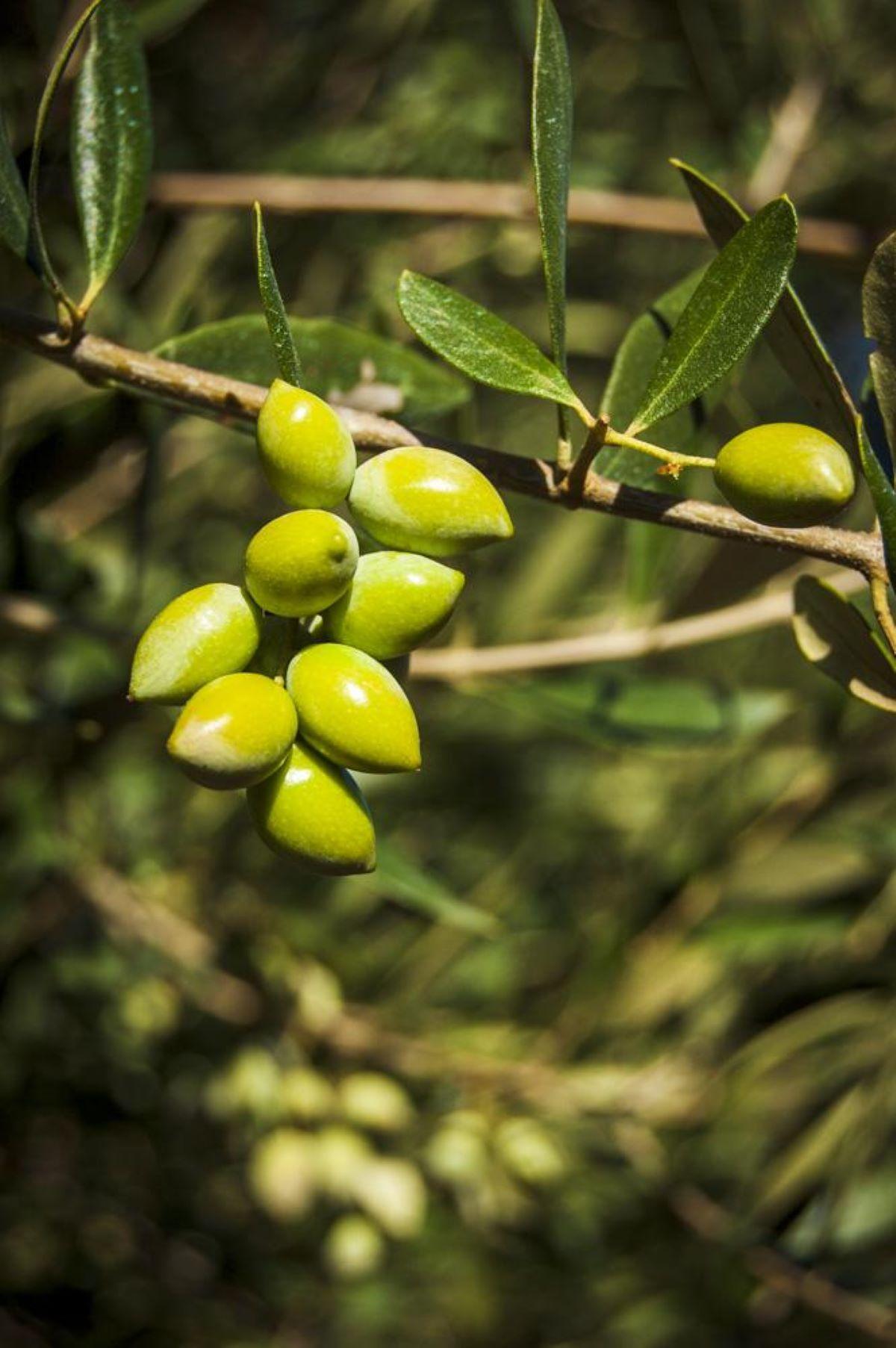 Los bioestimulantes mejoran el rendimiento de los cultivos