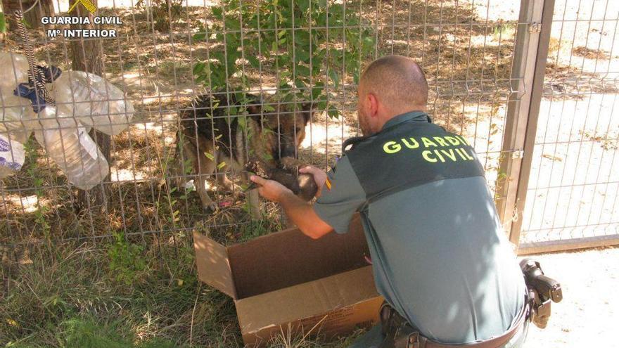Dos investigados por enterrar vivos a 6 cachorros en una finca de Alcañiz