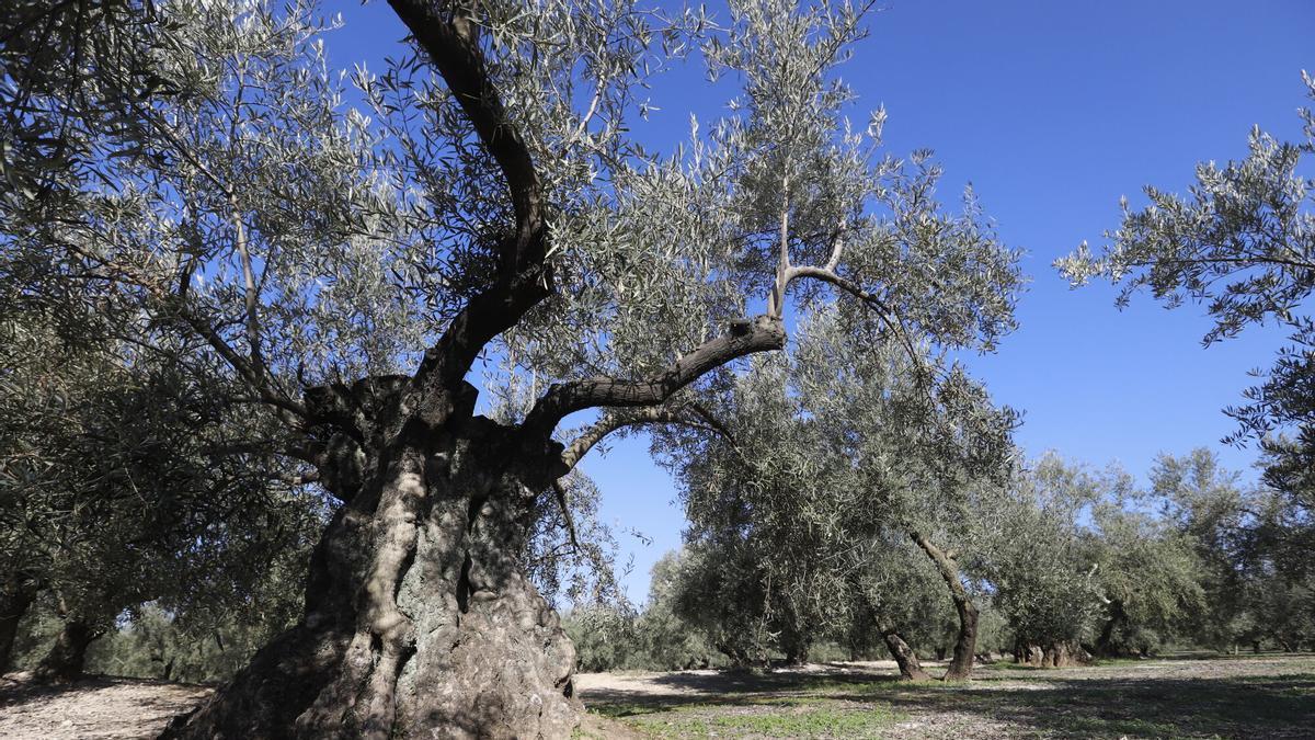 Un olivar en una finca de la provincia de Córdoba.