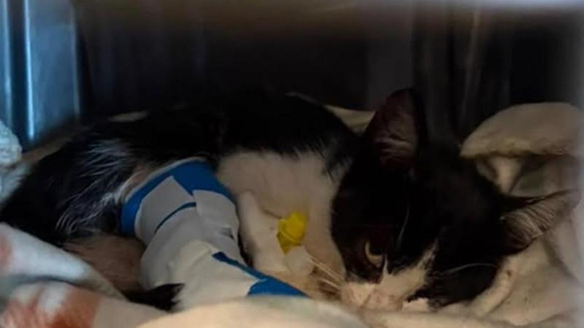 La gata se recupera tras su operación.