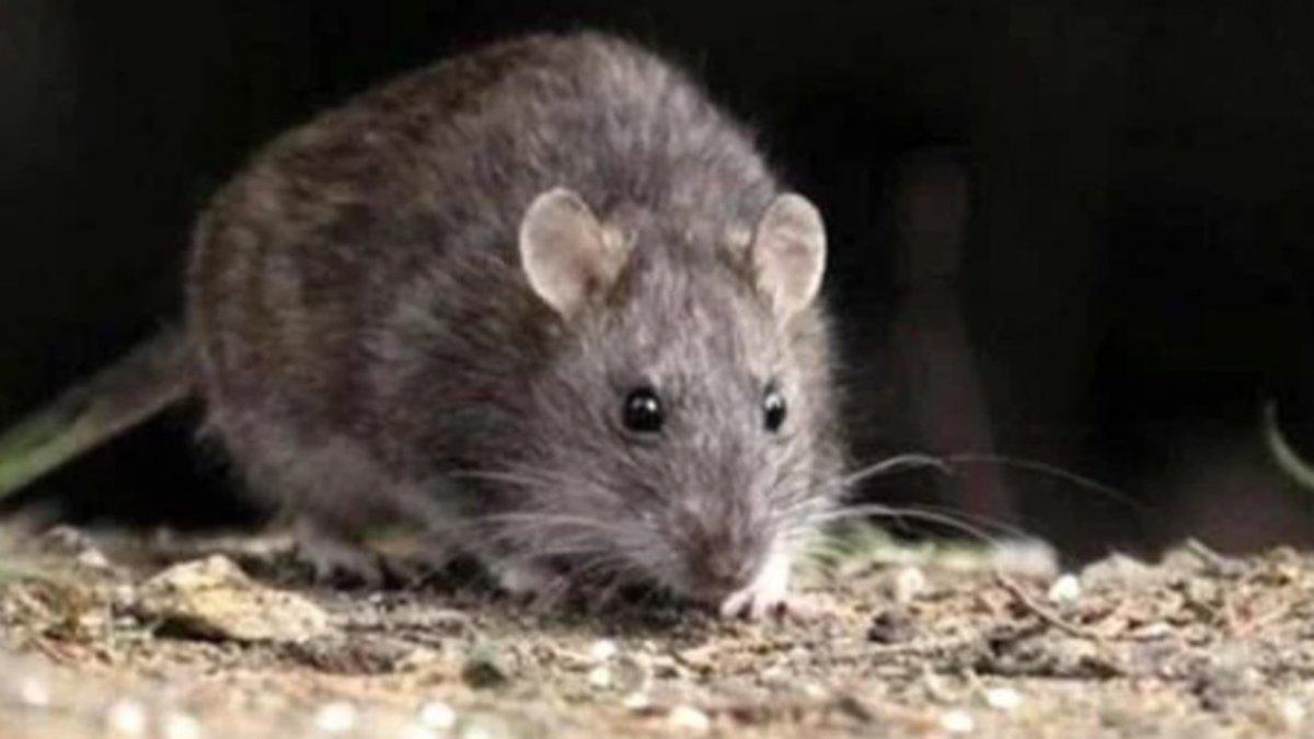 El primer caso de Hantavirus data de 1978 en Corea del Sur