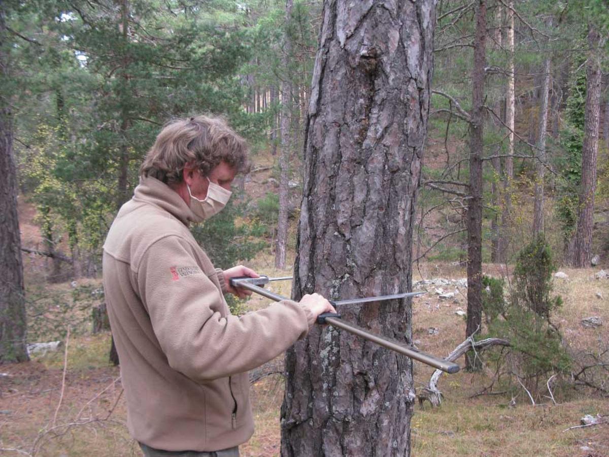 Bosques maduros: antídotos contra la crisis climática