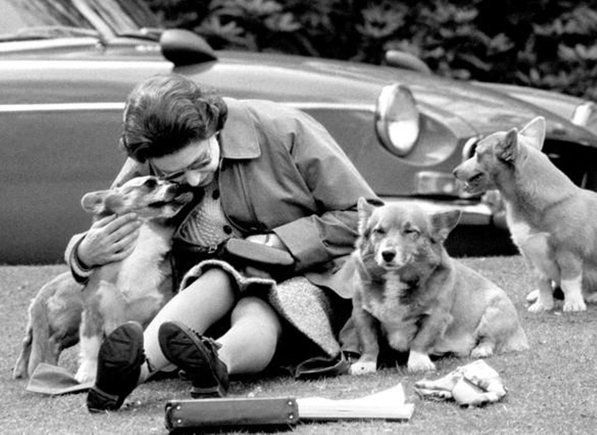 La reina Isabel II amb els seus gossos corgis, la seva raça favorita.