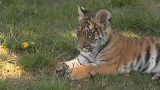 Un centro coruñés recupera a una bebé tigresa tras nacer con malformaciones en un zoo