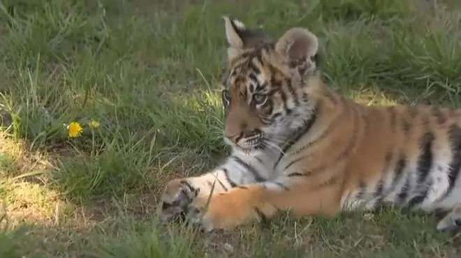 Un centro coruñés recupera a una bebé tigresa tras nacer con malformaciones en un zoo