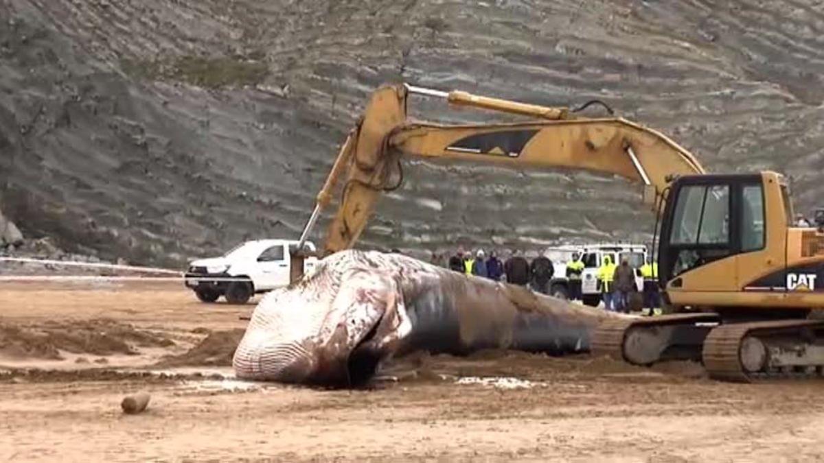 Retiran la ballena muerta en Sopelana (Vizcaya) con la ayuda de una excavadora