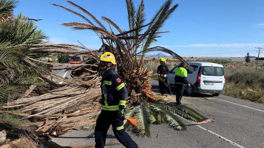 Los bomberos retiran una palmera caída sobre la calzada a la entrada en El Bacarot