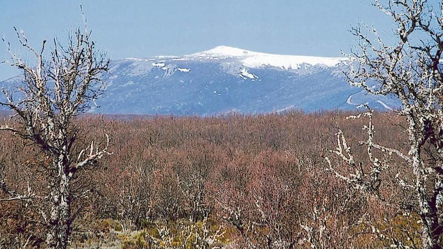 Paisaje boscoso.