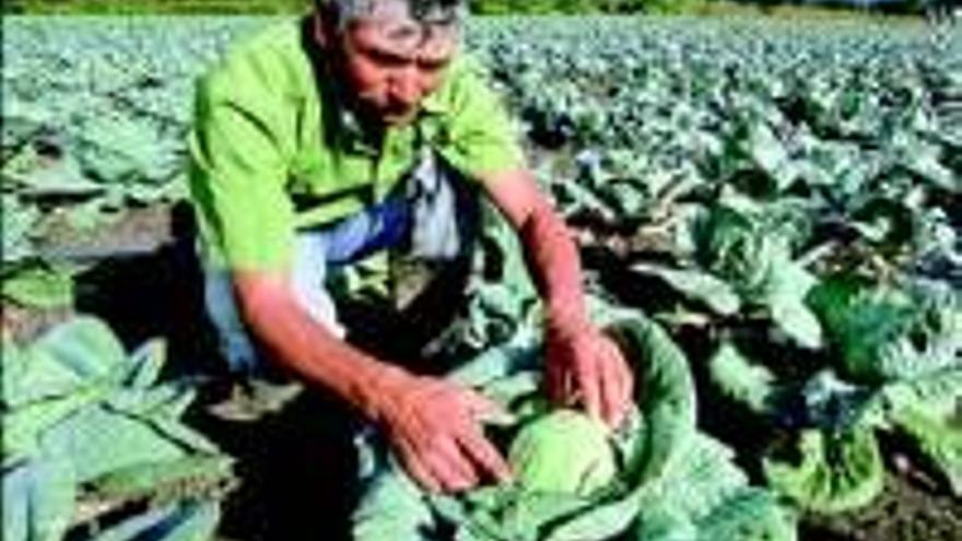 La agricultura ecológica pierde terreno y `abono´