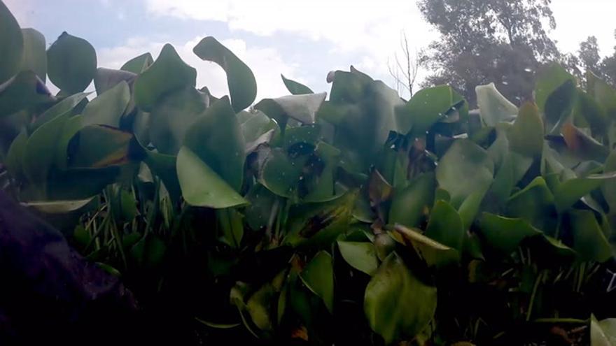 Primera semana de la UME recogiendo camalote en el río Guadina