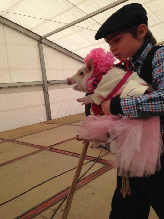 Carnaval en Toro: Concurso de mascotas