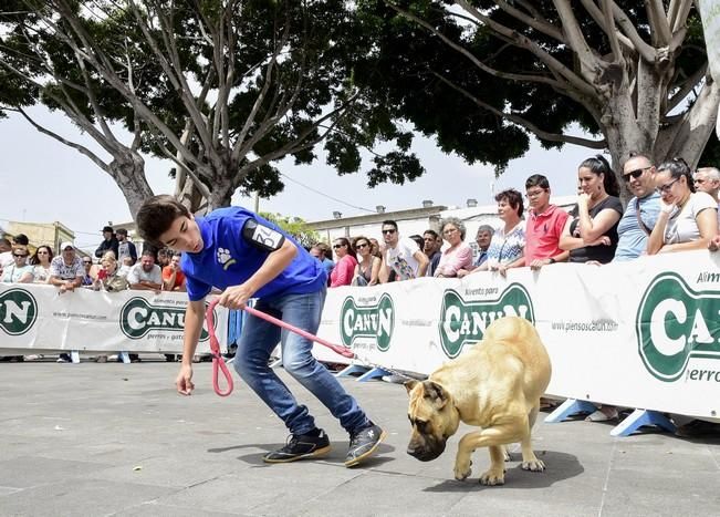 Celebración del I Certamen Nacional de perro ...