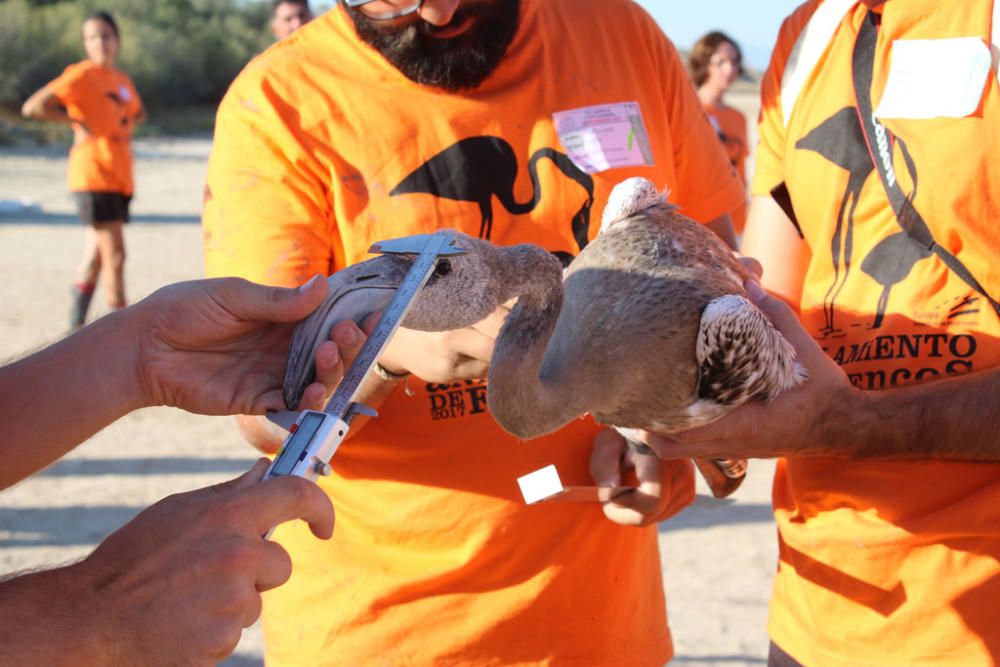 Quinientos voluntarios ayudan al anillamiento de 600 pollos de flamencos en una laguna con escasez de agua