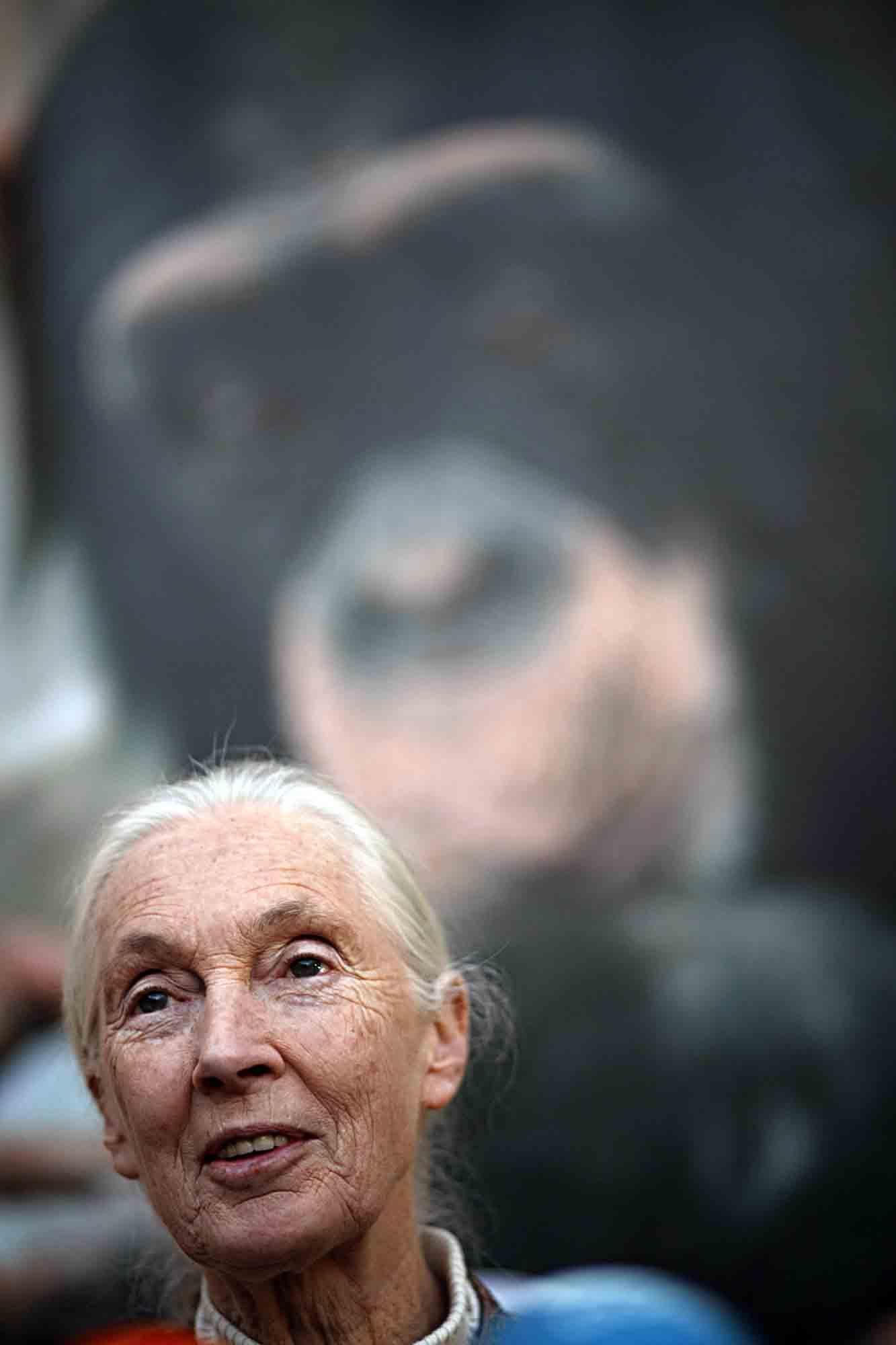 Fallece Jane Goodall, madrina de Primadomus y ‘honoris causa’ por la Universidad de Alicante