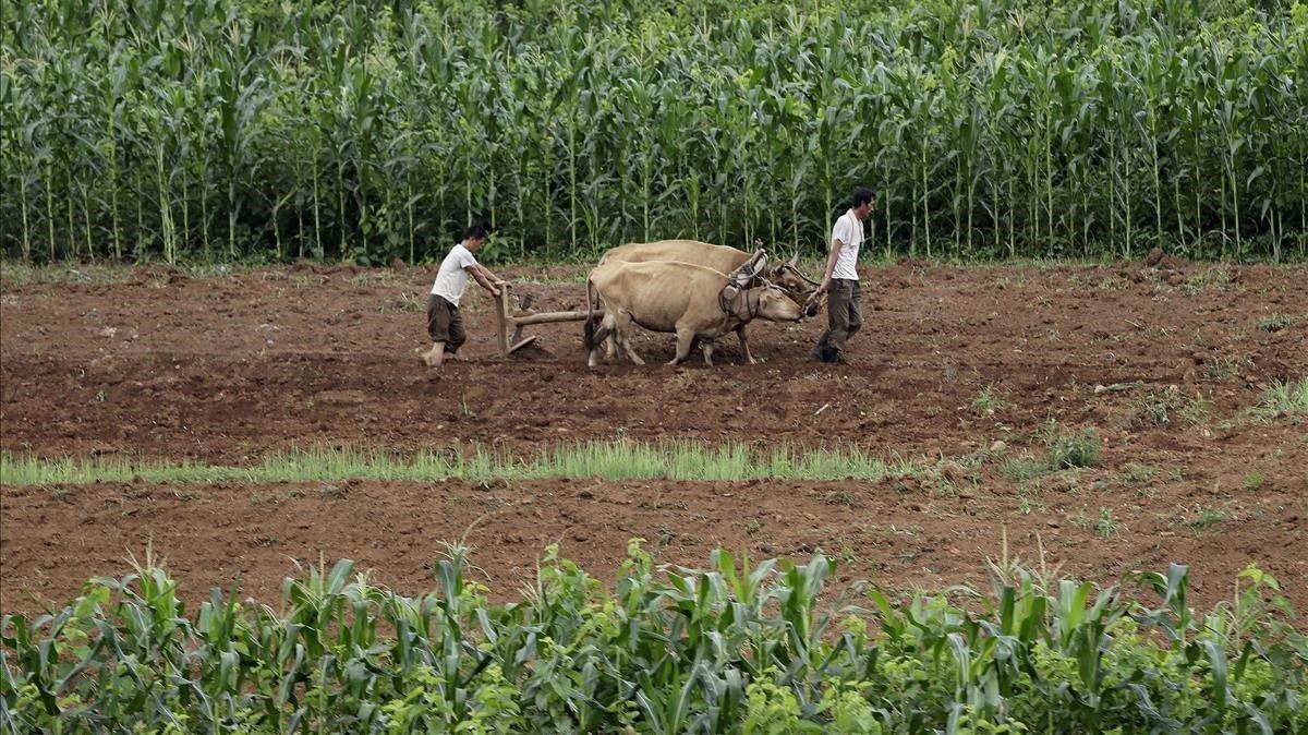 zentauroepp47870462 file   in this july 20  2017  file photo  men plow fields al190503142422