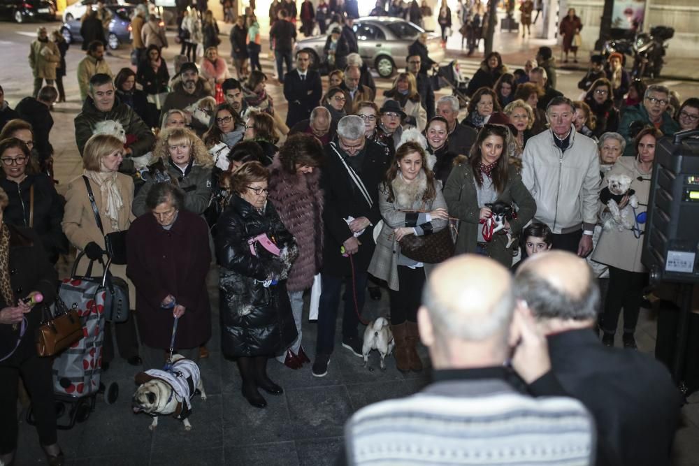 Oviedo bautiza a sus perros por el día de San Antón