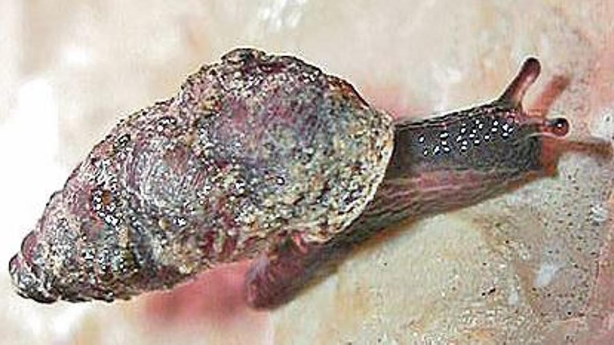 Los caracoles son diminutos y suelen  tener tonos marrones en la concha. |   LEVANTE-EMV