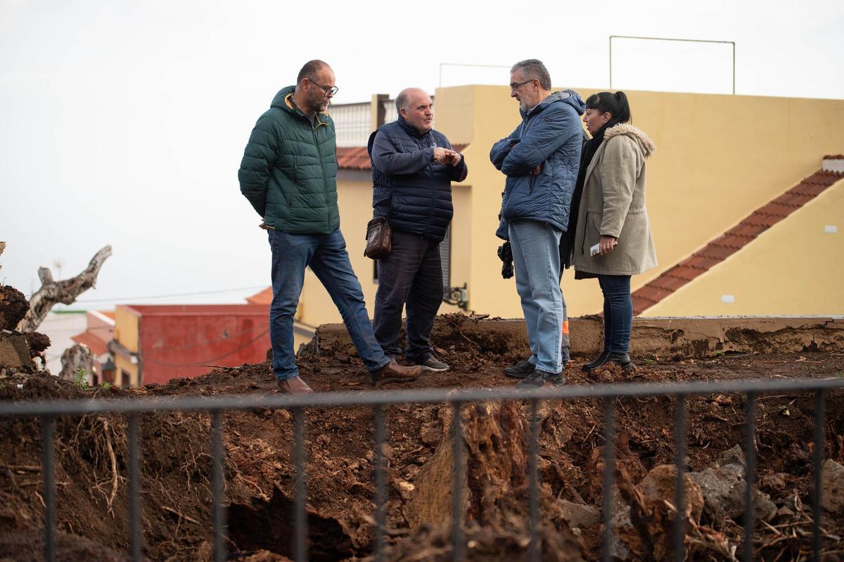 Drago de San Francisco, en Los Realejos, caído por el temporal