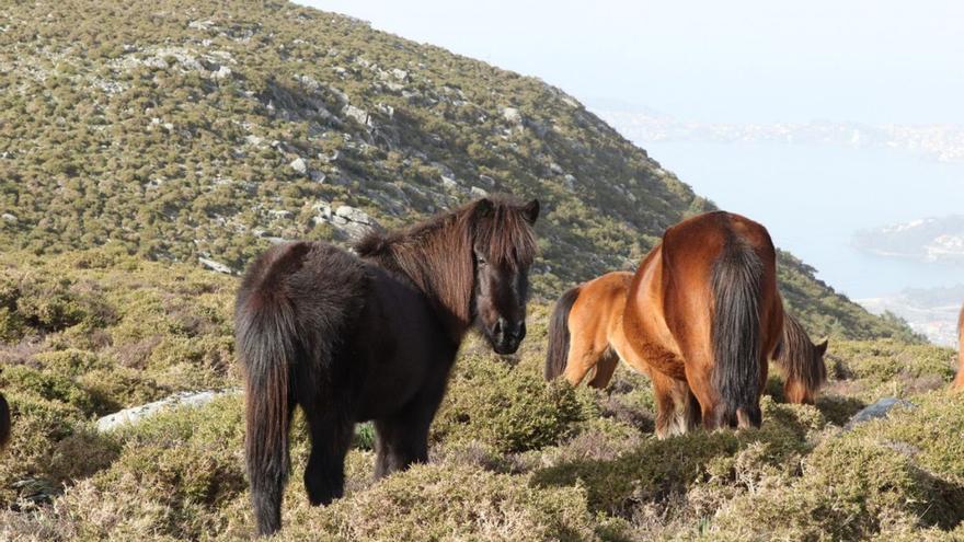 Expertos coruñeses alertan en Europa sobre el riesgo de desaparición de los caballos salvajes