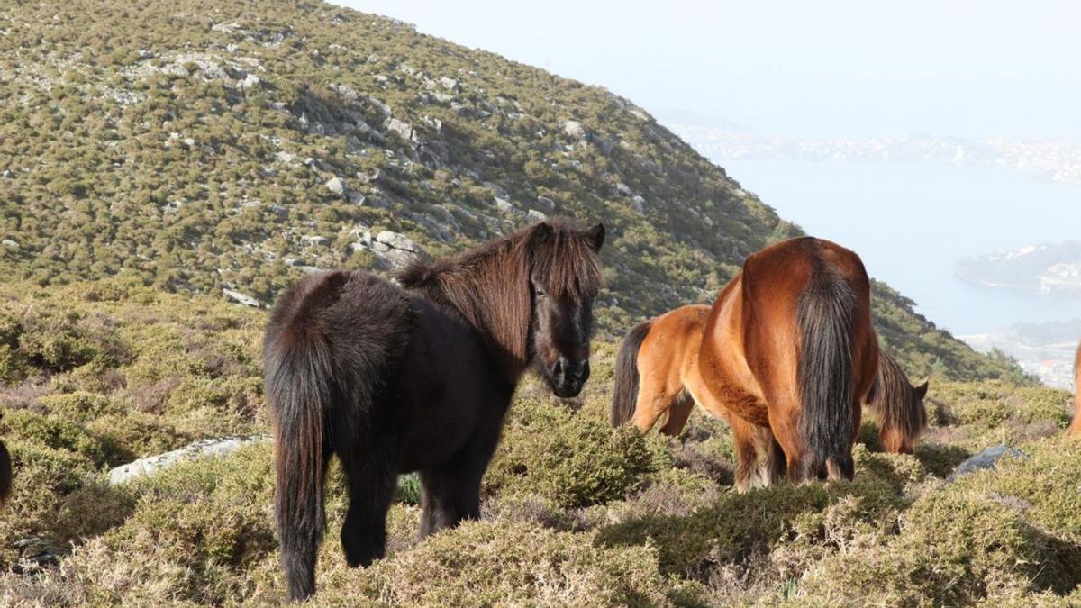 Caballos salvajes en Serra da Groba. |   // Laura Lago