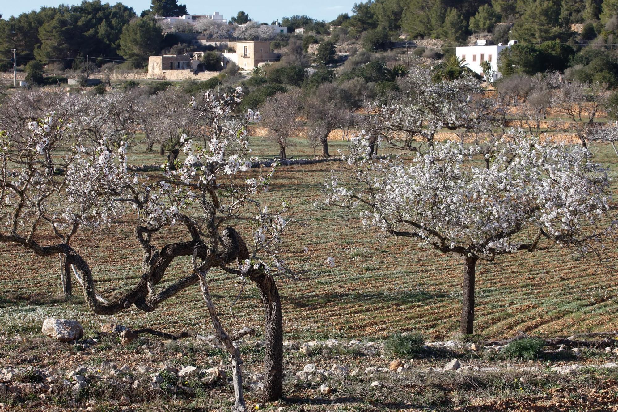 Sant Antoni quiere frenar el aluvión de gente de Ibiza que acude a ver los almendros en flor