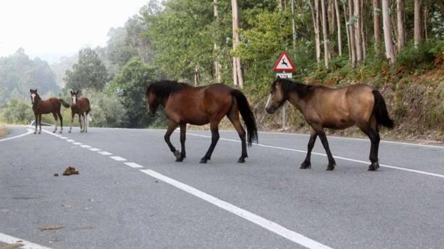 Caballos cruzando en un cambio de rasante en Cruz de Maceira // Santos Álvarez