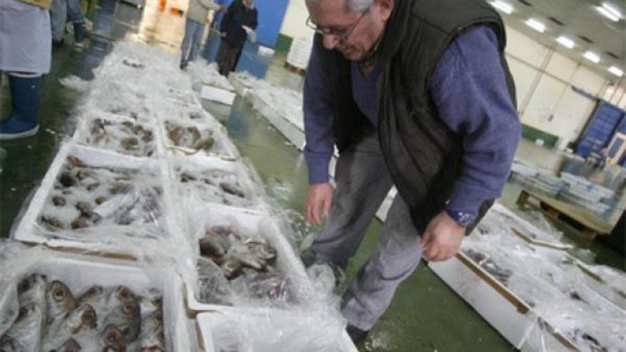 La lonja de O Berbés registró una entrada récord en un lunes con casi 200 toneladas de pescado.