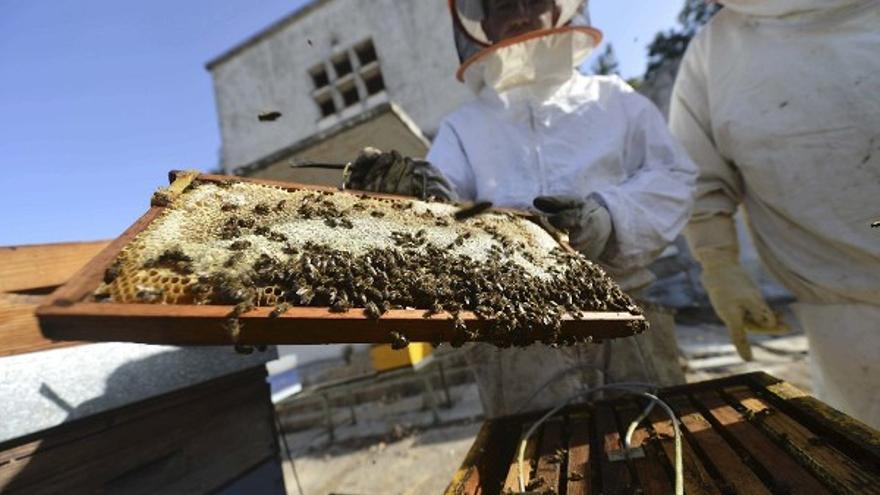 El Gobierno de Canarias convoca ayudas por 539.000 euros para producir miel de abeja negra