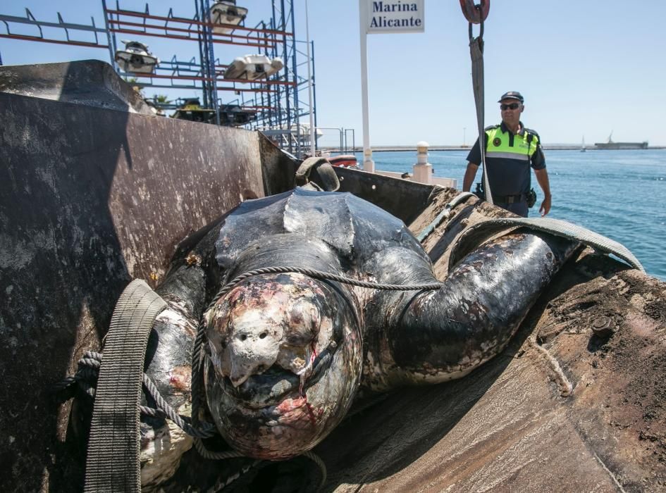 Una tortuga de300 kilos aparece muerta en La Albufereta