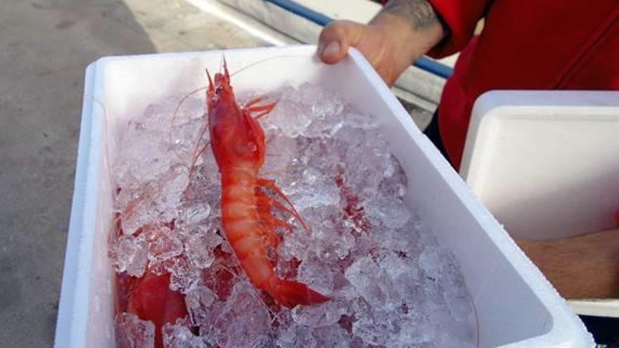 La gamba roja de Dénia escasea