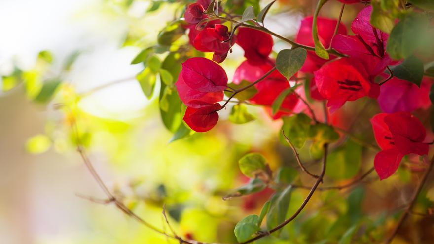 Siete plantas mediterráneas que resisten el calor y llenarán tu casa de vida y color