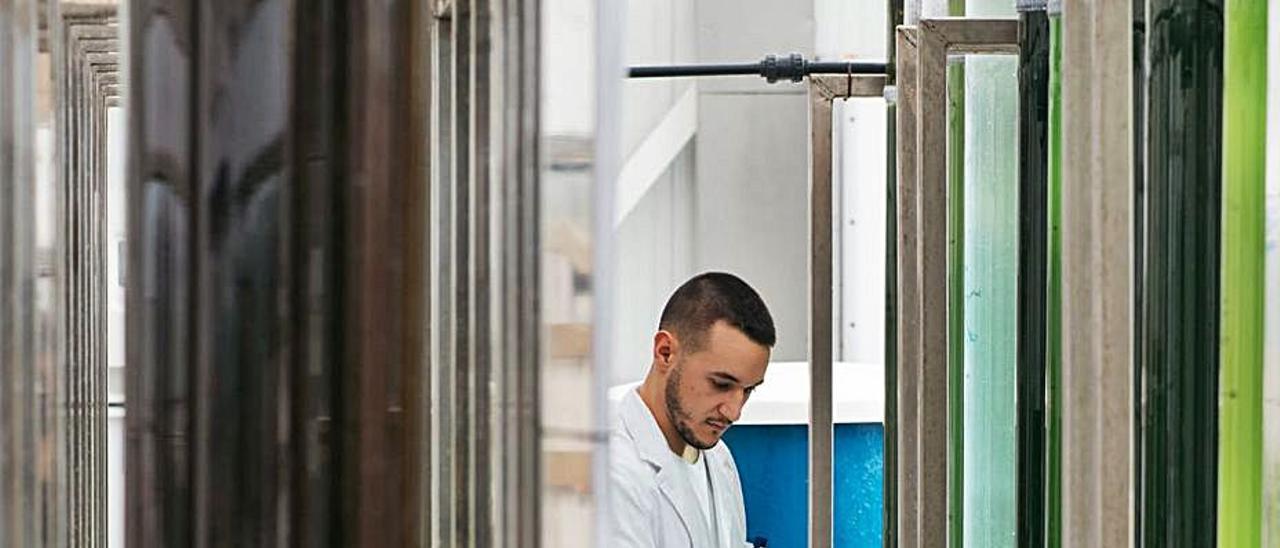 Mario Blanco, técnico de producción de Neoalgae, en la planta de cultivo de microalgas de Gijón.