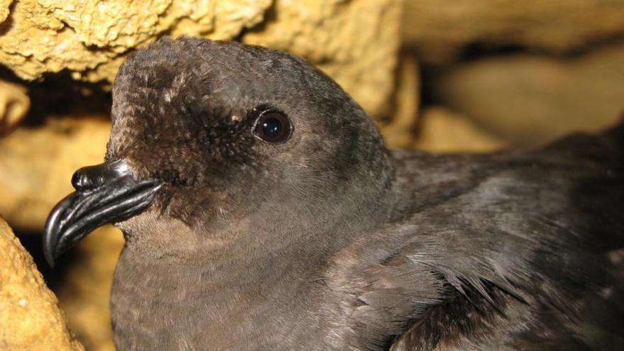 Die Sturmschwalbe siegt über Ratten im Nationalpark Cabrera