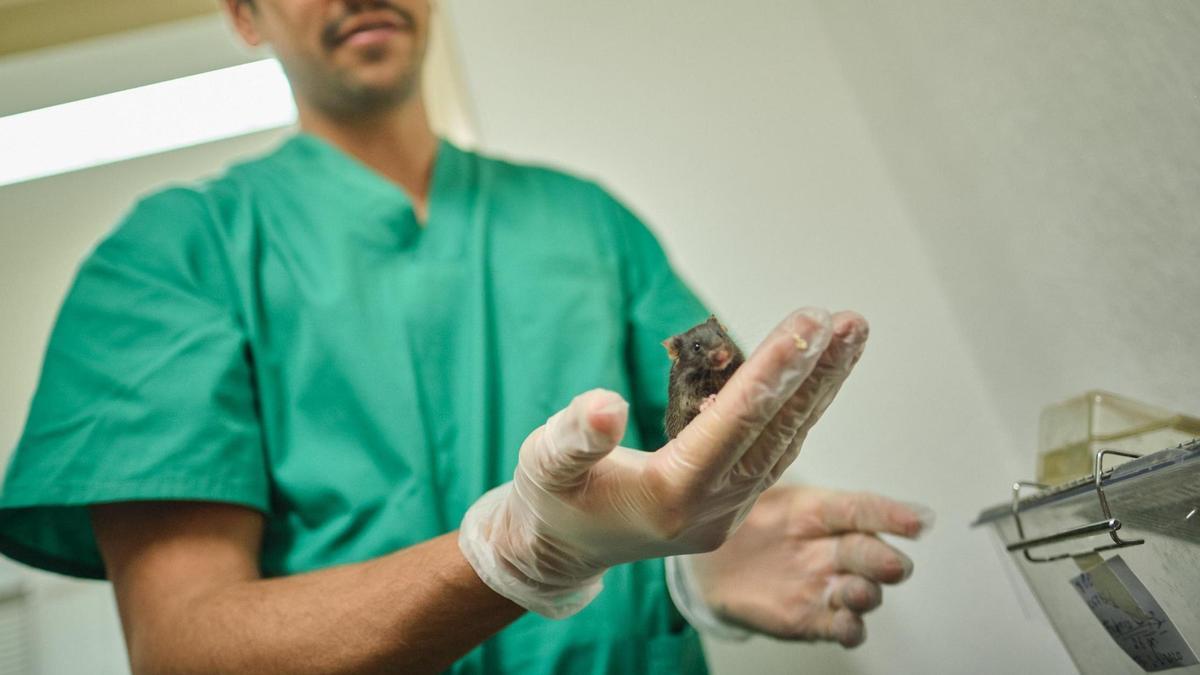 Un investigador del Hospital Universitario de Canarias (HUC) sujeta a un ratón de laboratorio