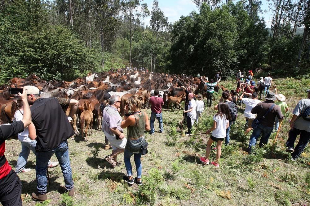 Miles de personas presencian en Sabucedo los curros - La manada llegó al pueblo al mediodía.