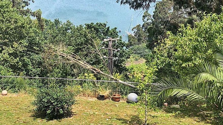 Caída de árbol causa corte de luz 