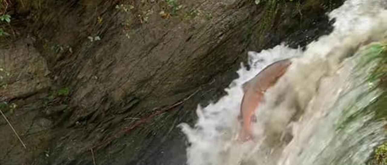 Un salmón en la riega de Avalle.