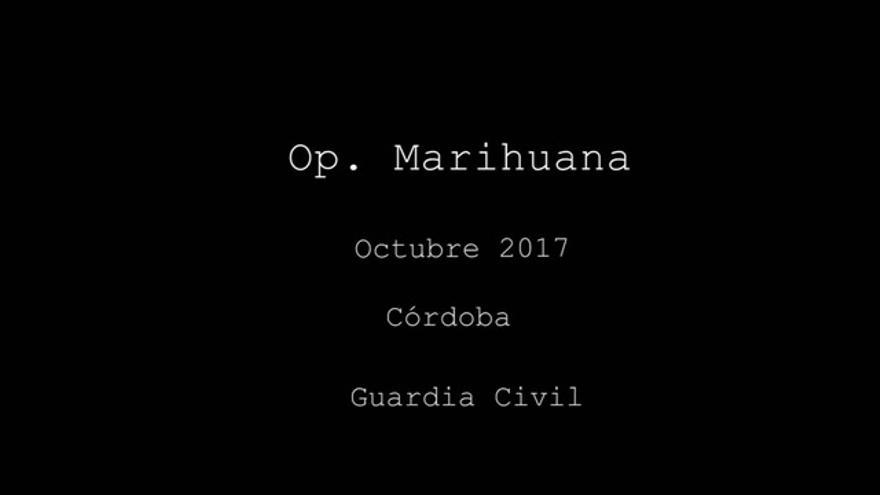 Operación de la Guardia Civil contra el tráfico de Marihuana