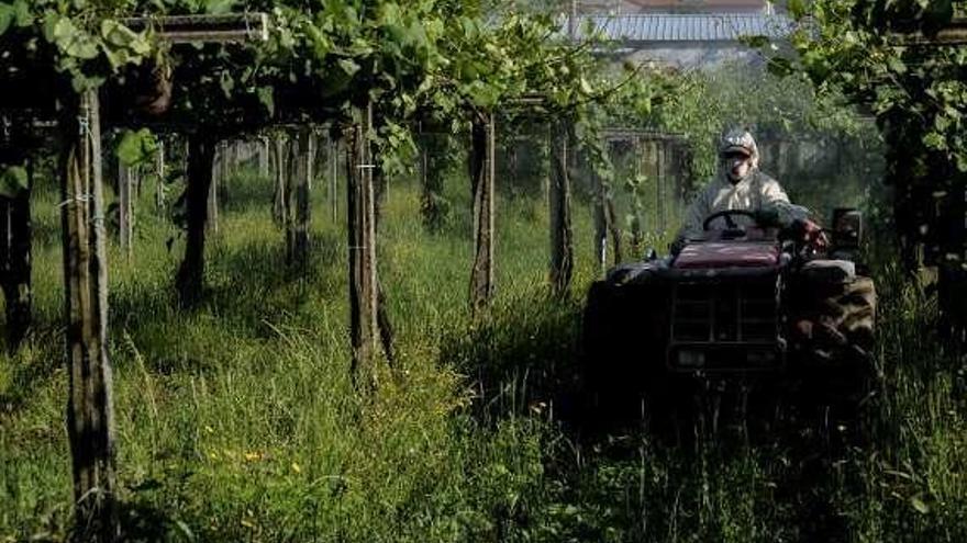 Un tractor en un viñedo con una considerable capa vegetal. // Abella